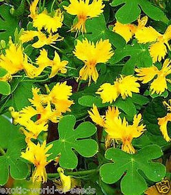 OSC Canary Creeper Seeds - Packet