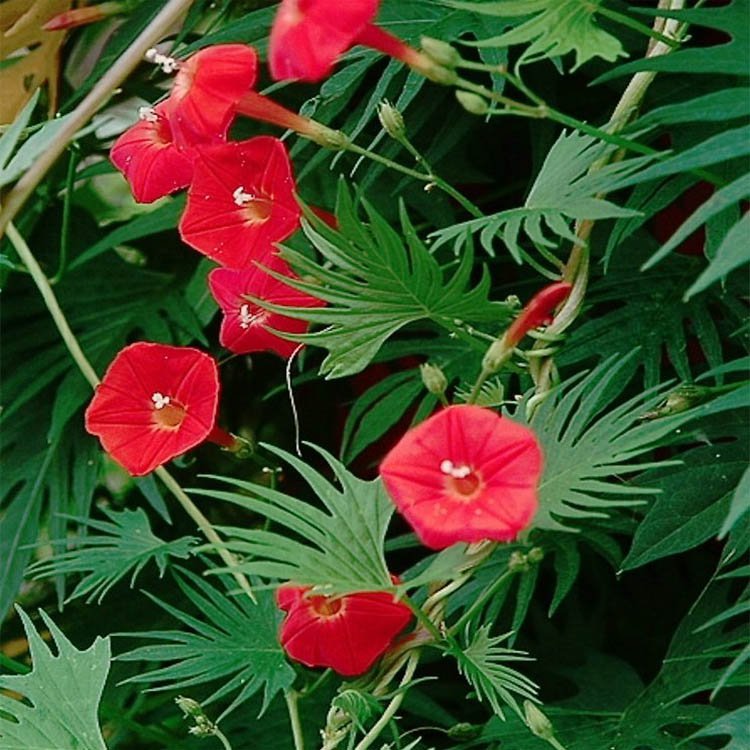 OSC Cardinal Climber Seeds - Packet