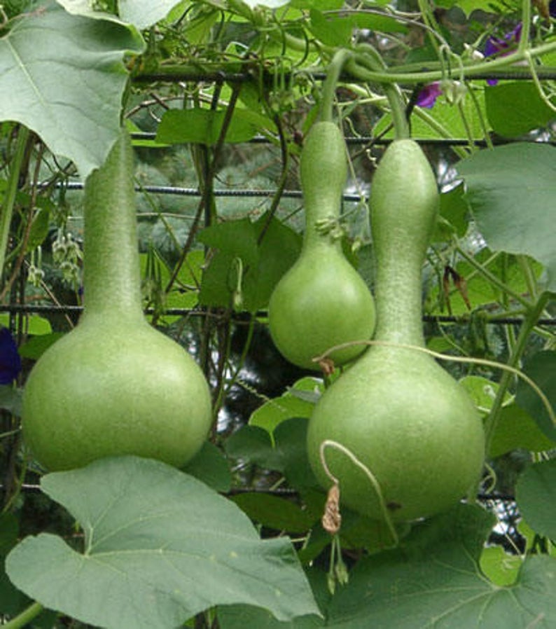 OSC Birdhouse or “Bottle” Gourd Seeds - Packet
