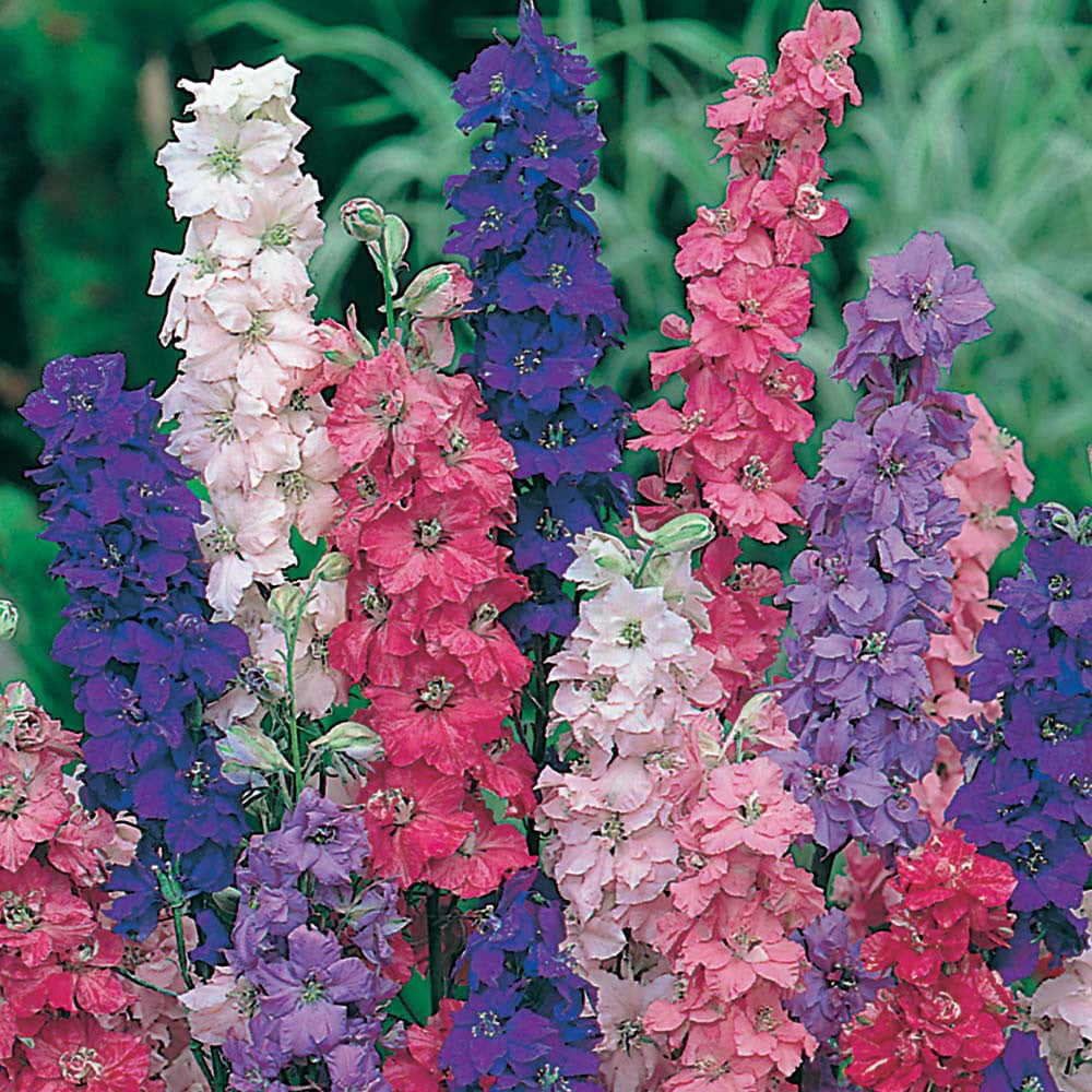 OSC Imperial Strain Mix Larkspur Seeds - Packet