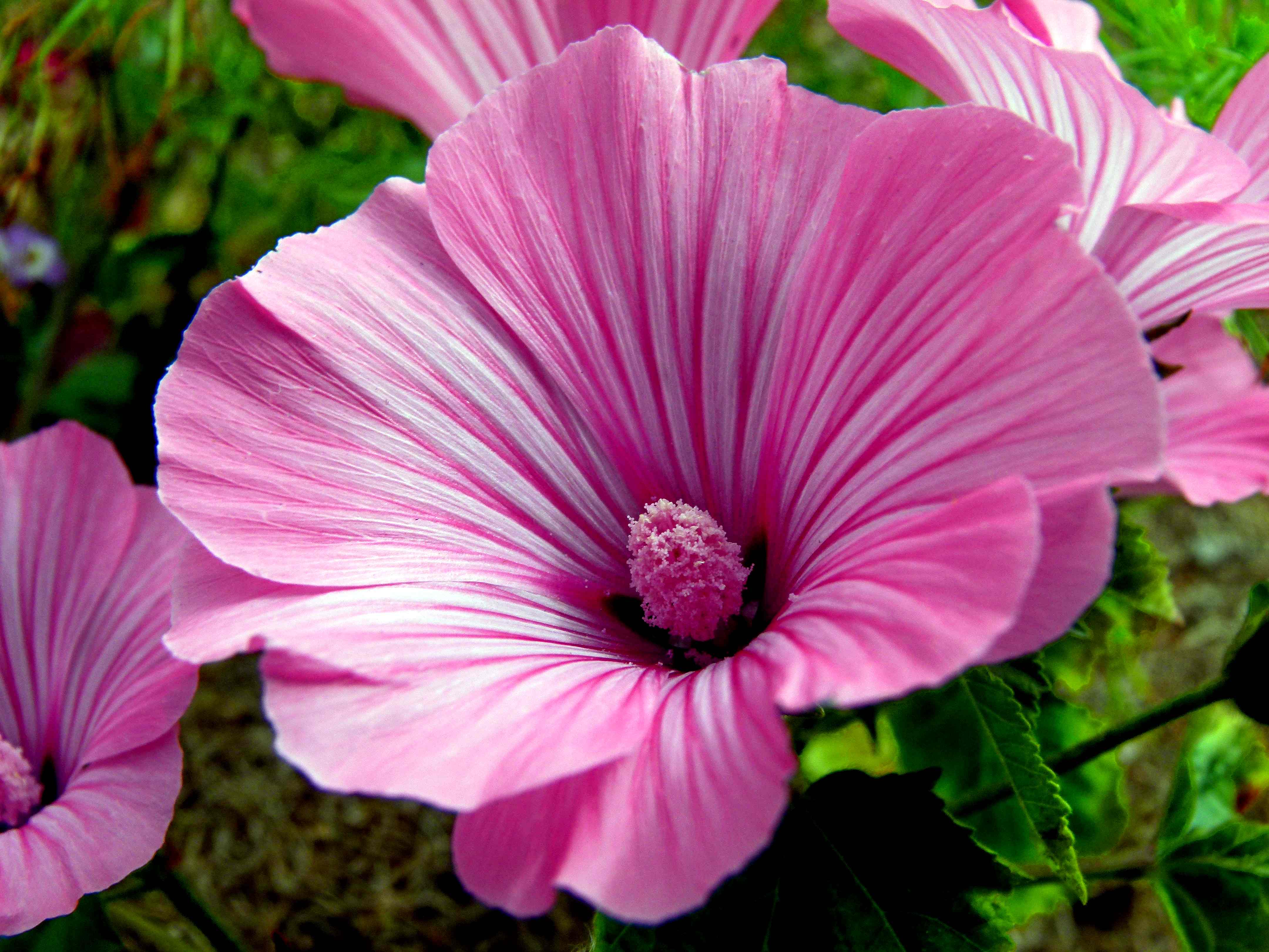 OSC Loveliness Lavatera Seeds (Pink) - Packet