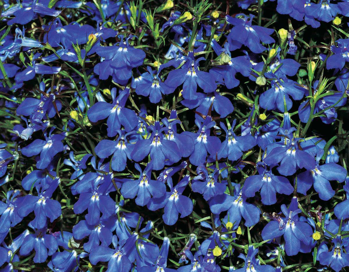 OSC Trailing Sapphire Lobelia Seeds - Packet
