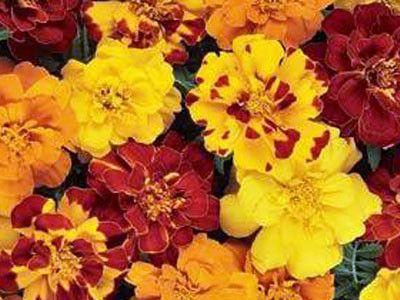 OSC Marigold Durango Outback Seed - Packet