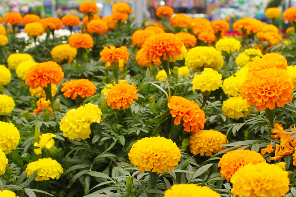 OSC Crackerjack Mixed Marigold Seeds - Packet