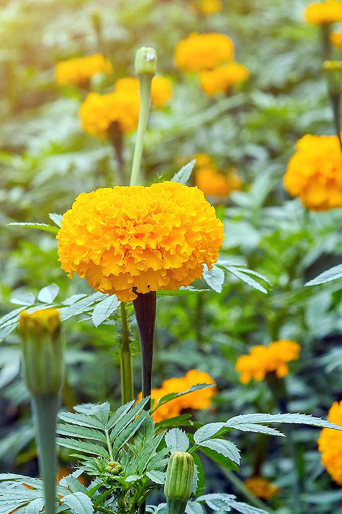 OSC Yellow Treasure Marigold Seeds - Packet