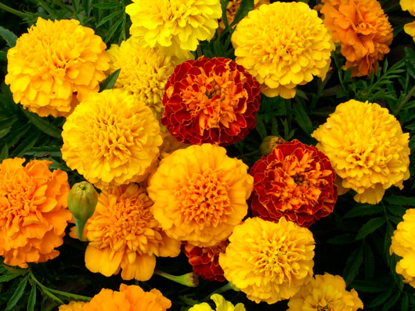 OSC Petite Yellow Marigold Seeds - Packet
