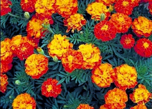 OSC Sparky Marigold Seeds - Packet