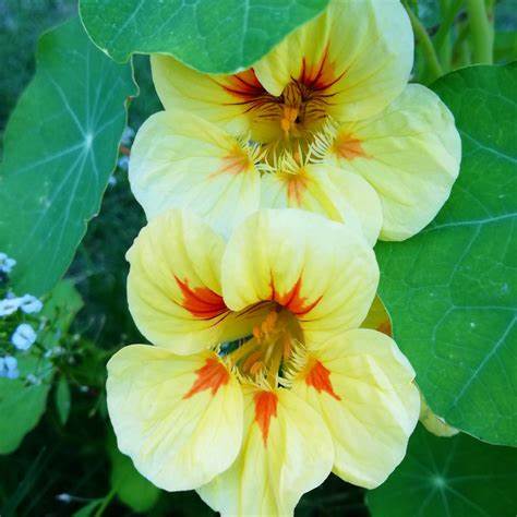 OSC Peach Melba Nasturtium Seeds - Packet