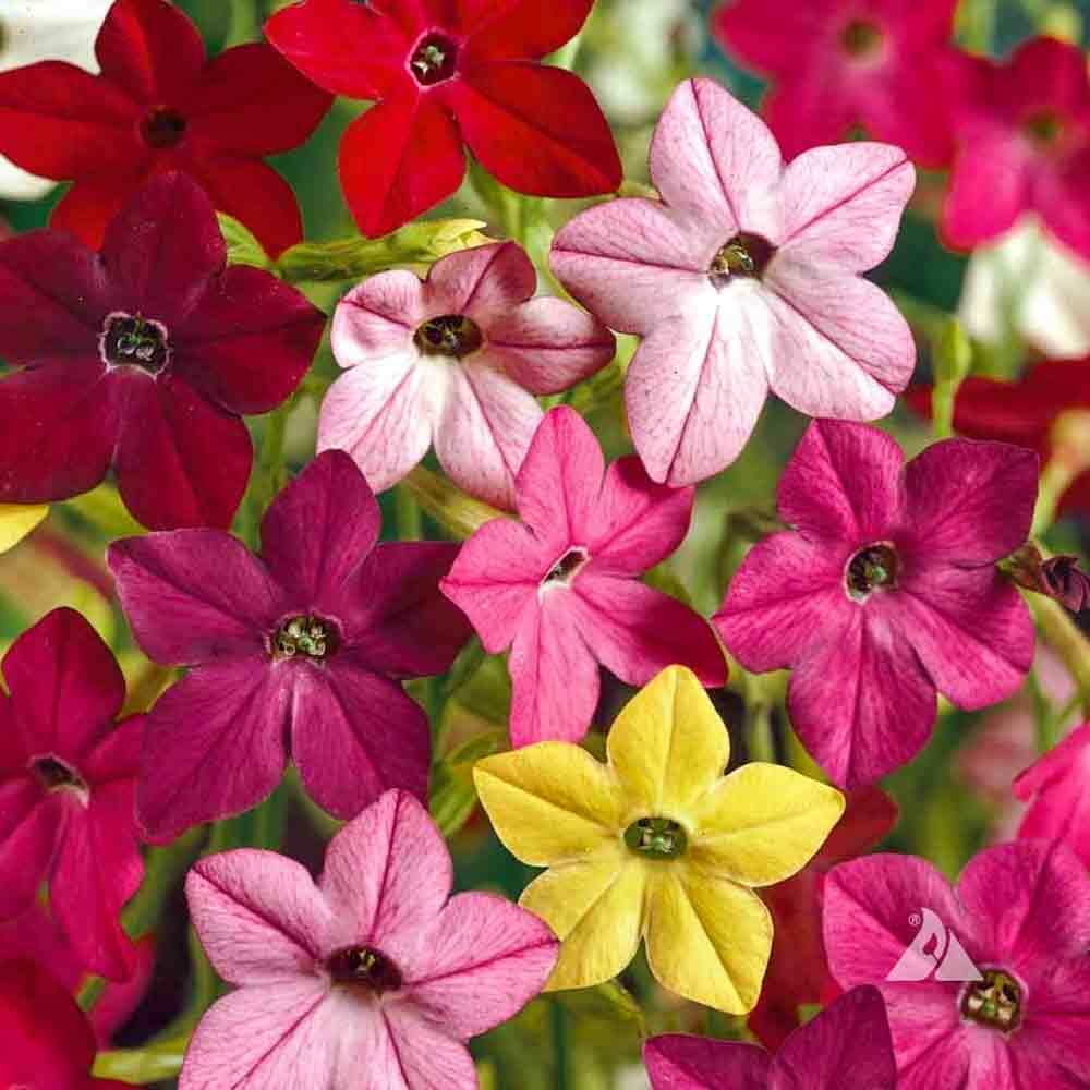 OSC Sensation Mixed Nicotiana Seeds - Packet