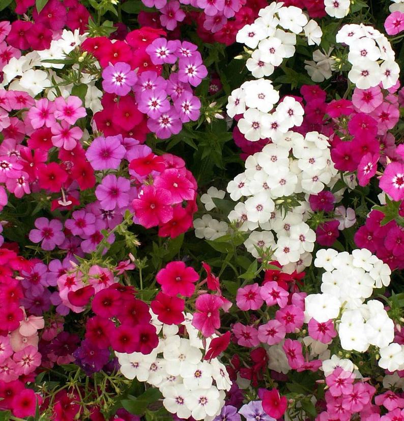 OSC Drummondii Mixed Phlox Seeds - Packet
