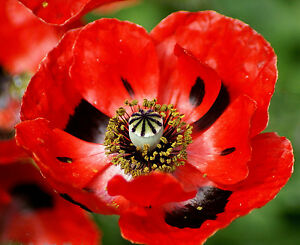 OSC Flanders Field Poppy Seeds - Packet