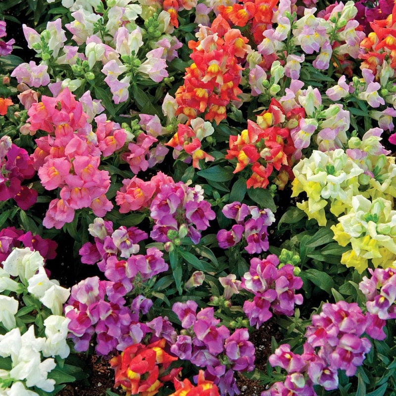 OSC Magic Carpet Snapdragon Seeds - Packet