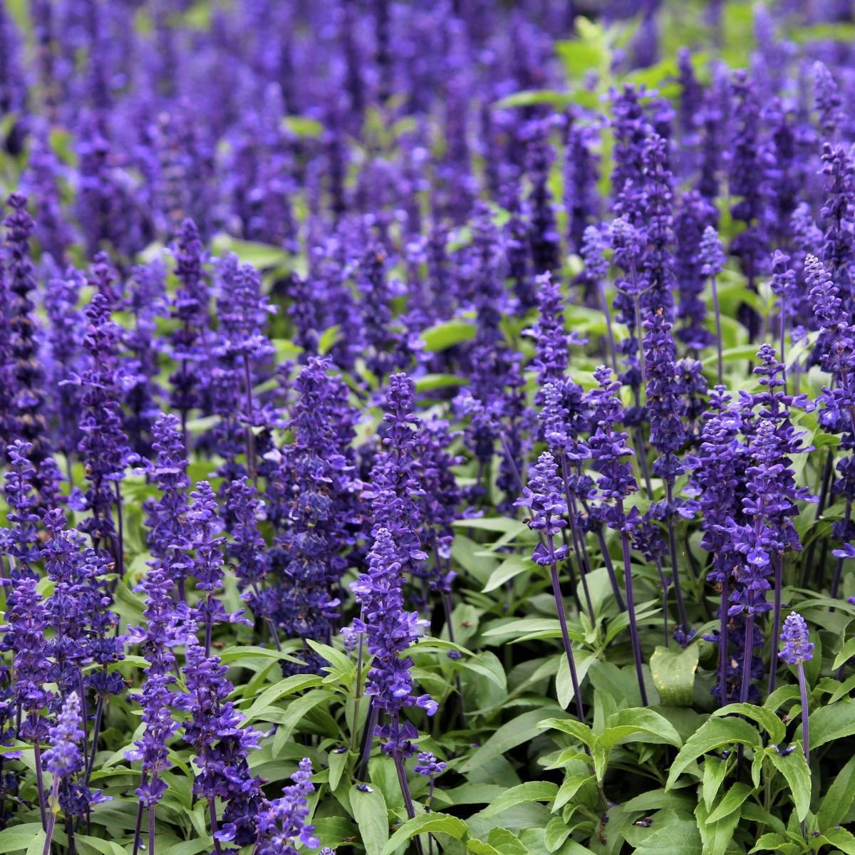 OSC Blue Bedder Salvia Seeds - Packet