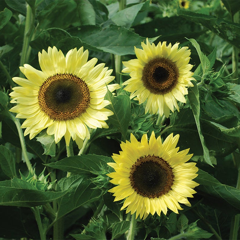 OSC Lemon Queen Sunflower Seeds - Packet