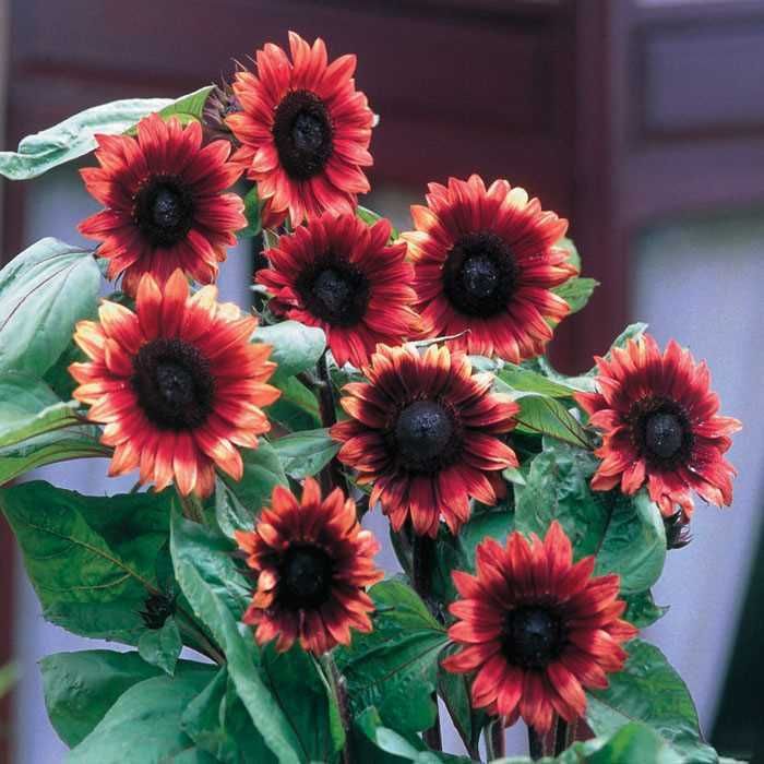 OSC Cherry Rose Sunflower Seeds - Packet
