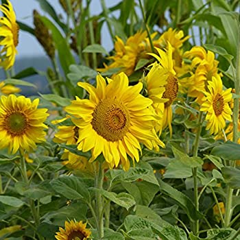 OSC Kong Sunflower Seeds - Packet