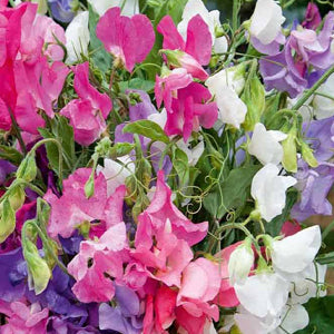 OSC Bijou Mixed Sweet Peas Seeds (Bush Type) - Packet