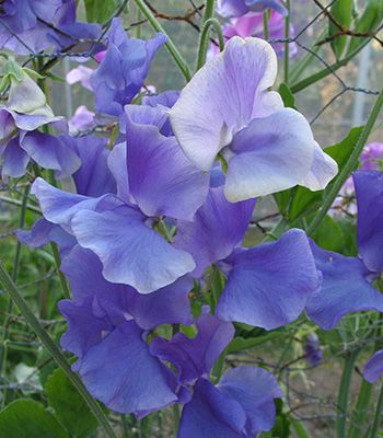 OSC Royal Blue Sweet Peas Seeds (Climbing Type) - Packet