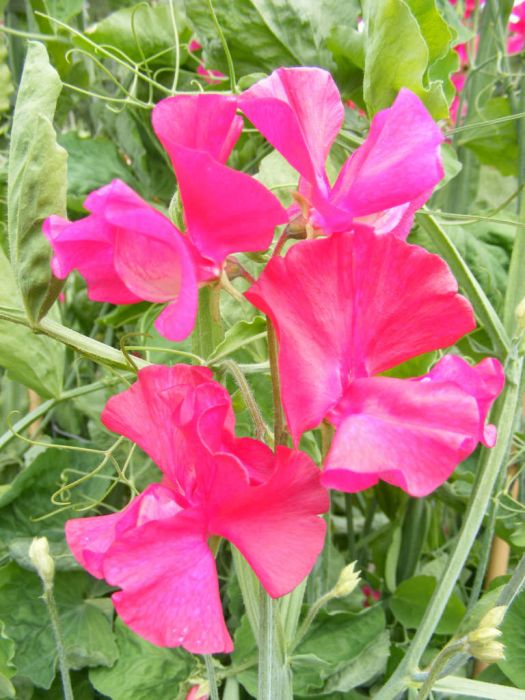 OSC Royal Pink Sweet Peas Seeds (Climbing Type) - Packet