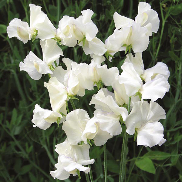 OSC Royal White Sweet Peas Seeds (Climbing Type) - Packet