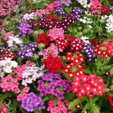 OSC Ideal Florist Mixed Verbena Seeds - Packet