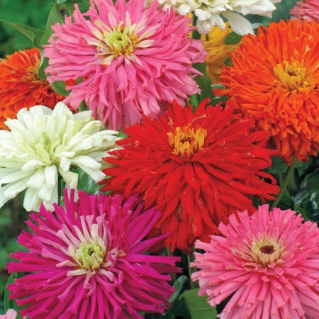 OSC Cactus Flowered Hybrid Mixture Zinnia Seeds - Packet