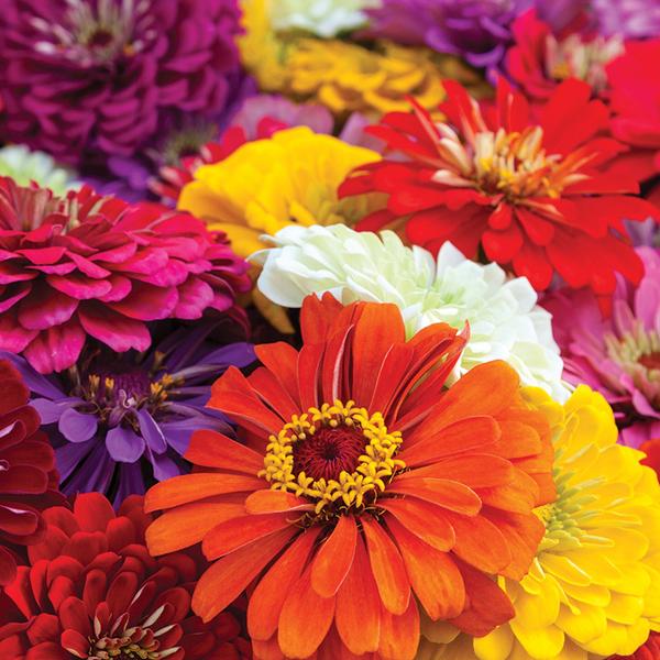 OSC Giants of California Mixture Zinnia Seeds - Packet