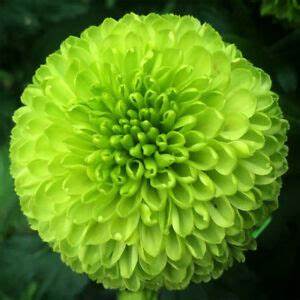 OSC Giant Lime Hybrid Zinnia Seeds - Packet