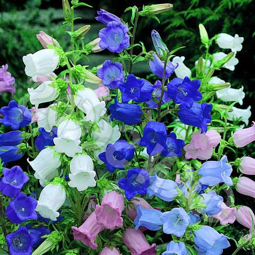 OSC Cup & Saucer Mixed Canterbury Bells Seeds - Packet