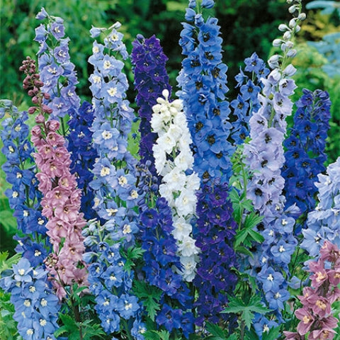 OSC Pacific Giants Mixed Delphinium Seeds - Packet