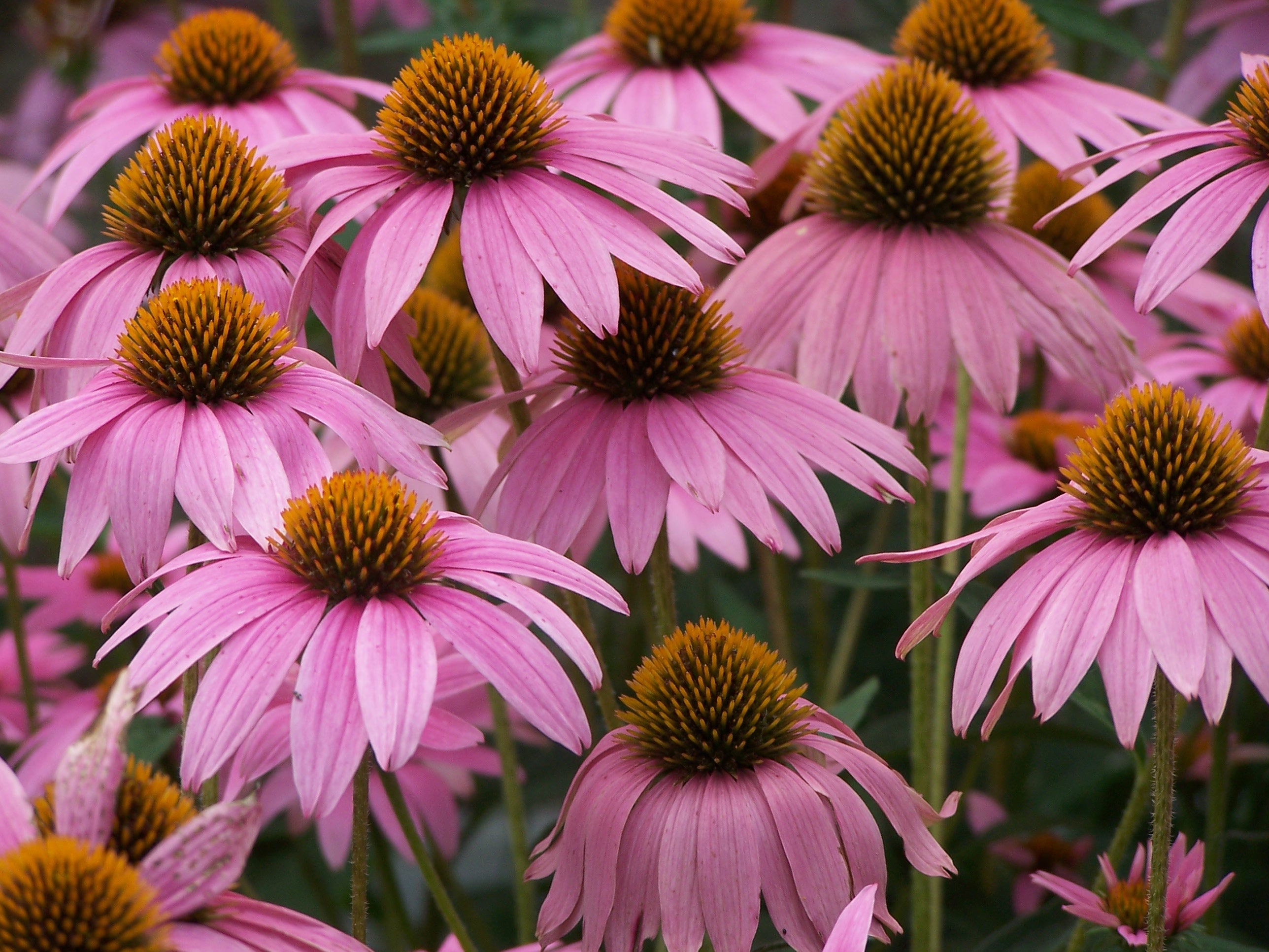 OSC Purple Coneflower Seeds - Packet