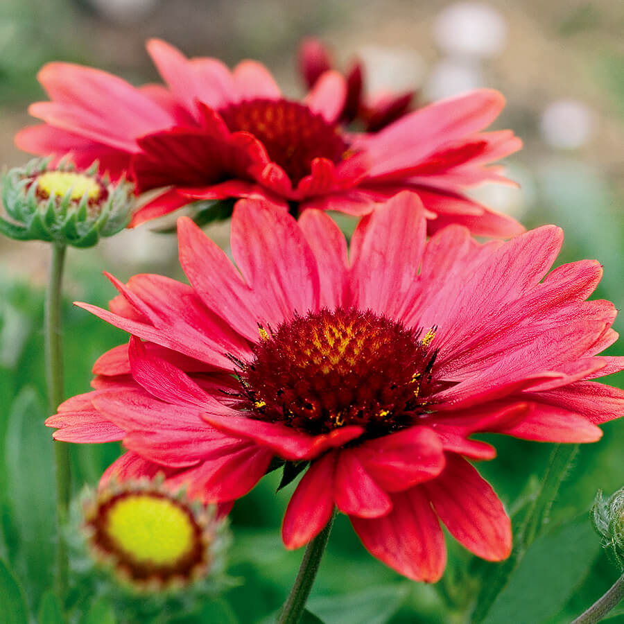 OSC Arizona Red Shades Gaillardia Seeds - Packet