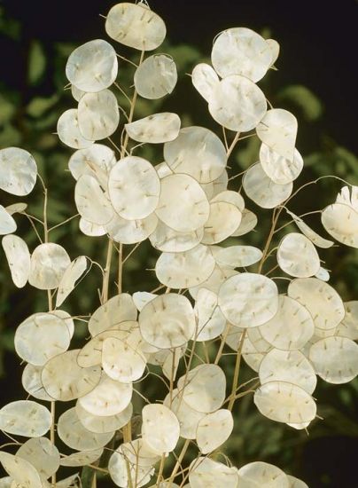 OSC Money Plant or “Silver Dollar Plant” Lunaria Seeds - Packet