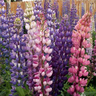 OSC Russell’s Hybrids Mix Lupins Seeds - Packet