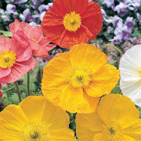 OSC Giant Mixed Poppy Seeds (Iceland Type) - Packet