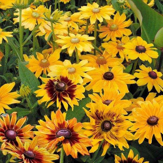 OSC Prairie Sun Rudbeckia Seeds - Packet