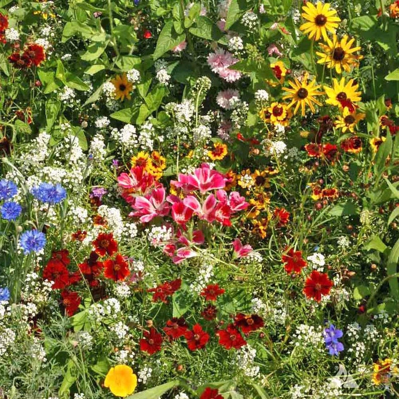 OSC Hummingbird Seed Mixture - Packet