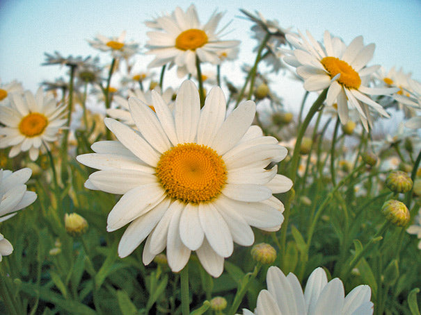 OSC Shasta Daisy Seeds - Packet