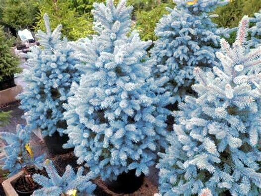 OSC Colorado Blue Spruce Tree Seeds - Packet