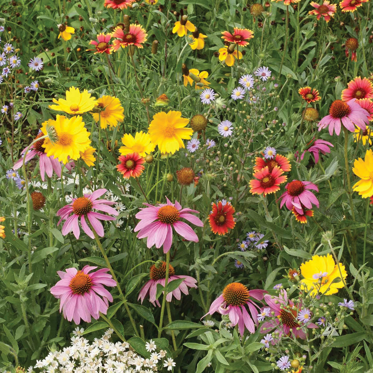 OSC Wildflower Seed Mixture - Packet