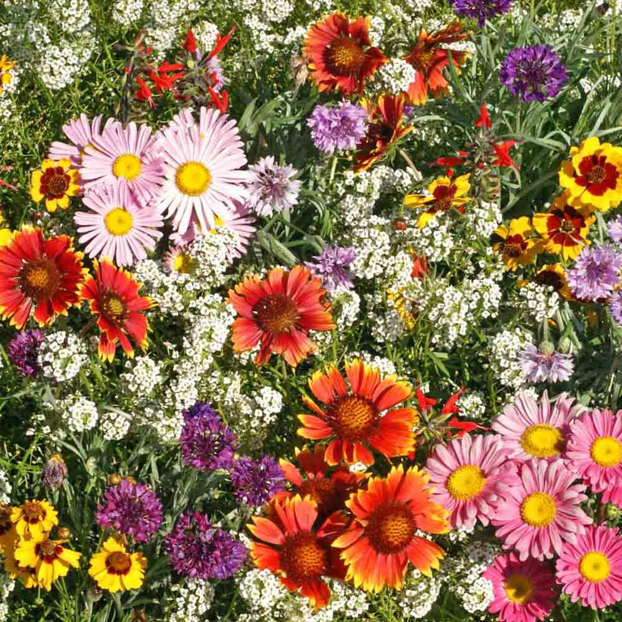 OSC Butterfly Seed Mixture - Packet