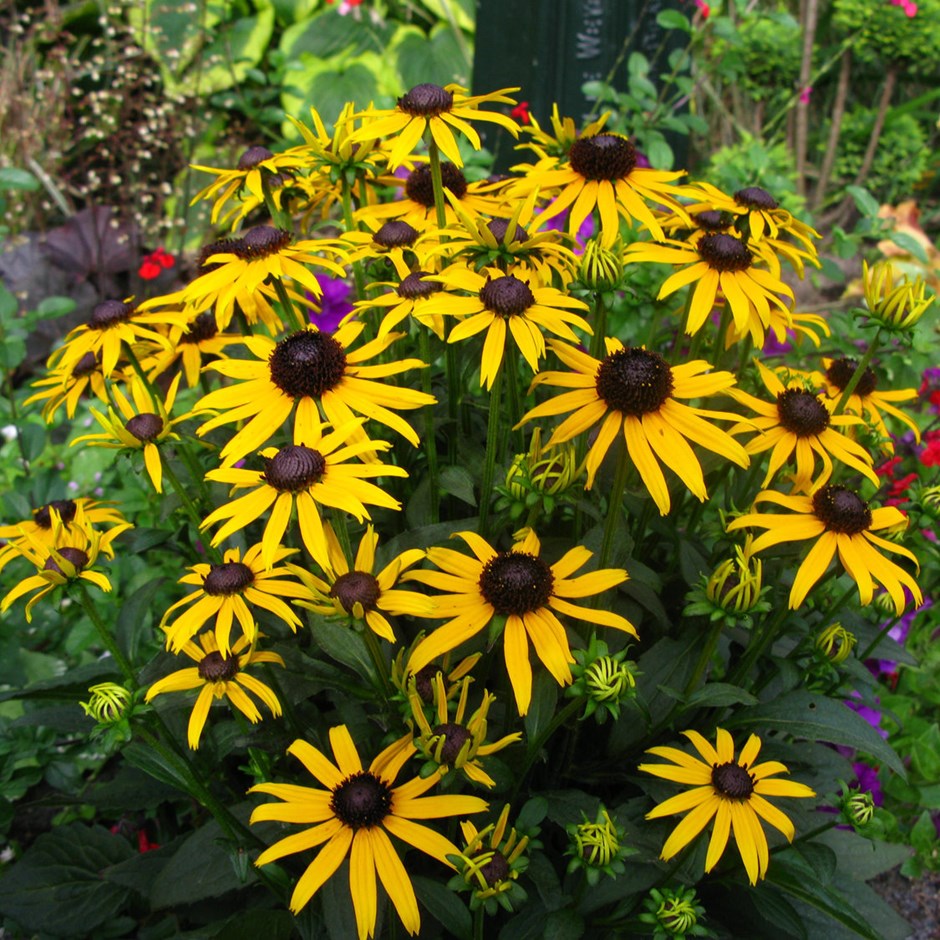 OSC Black Eyed Susan Seeds (Rudbeckia Hirta) - Packet