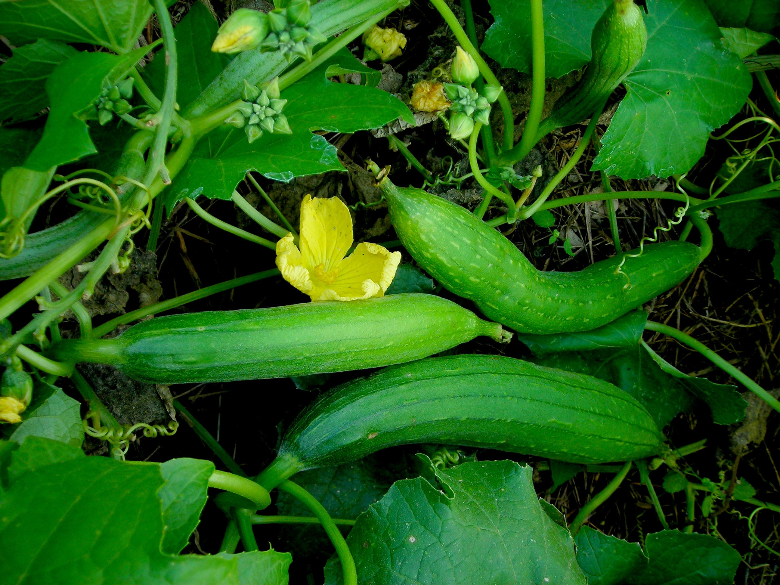 OSC Luffa Gourd Seeds - Packet
