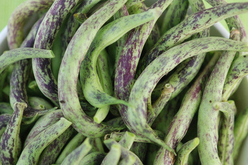 OSC Rattlesnake Pole Bean Seeds - Packet