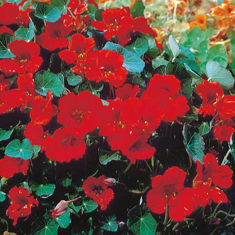 OSC Empress of India Nasturtium Seeds - Packet