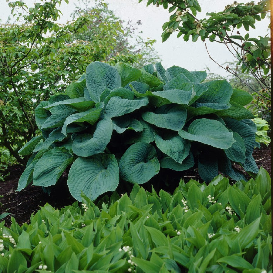 'Big Daddy' Hosta - 1 Gallon Potted Perennial
