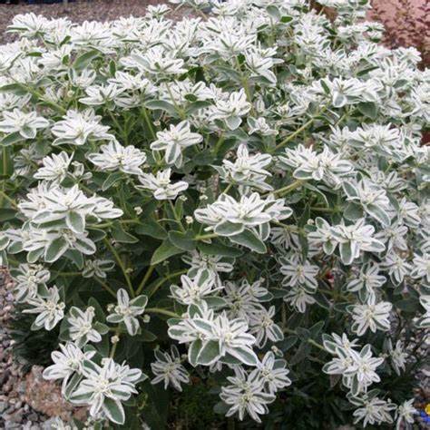 OSC Summer Icicle Euphorbia Seeds - Packet
