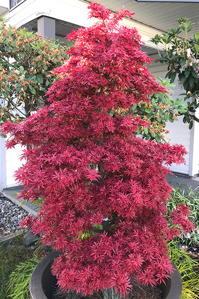 Shaina Japanese Maple (Acer palmatum 'Shaina') - 5 Gallon Potted Tree