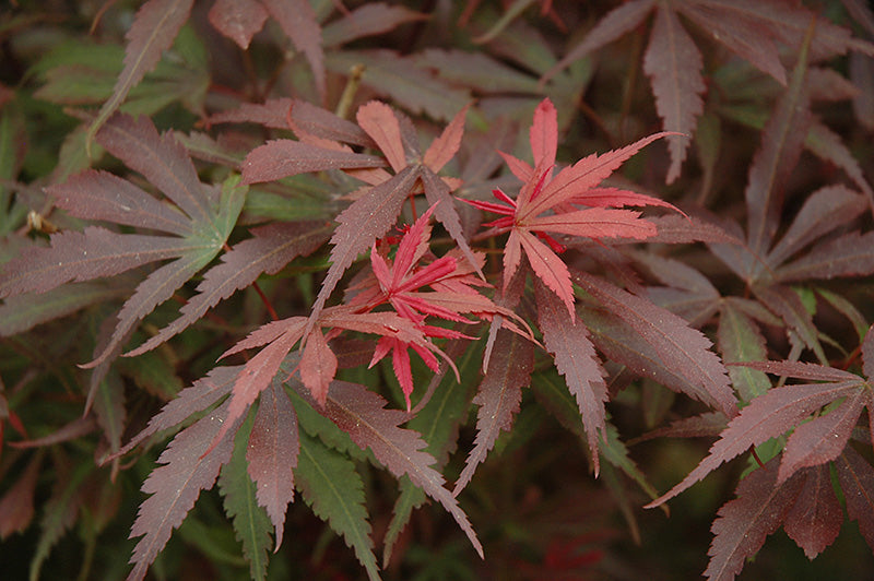 Shaina Japanese Maple (Acer palmatum 'Shaina') - 5 Gallon Potted Tree
