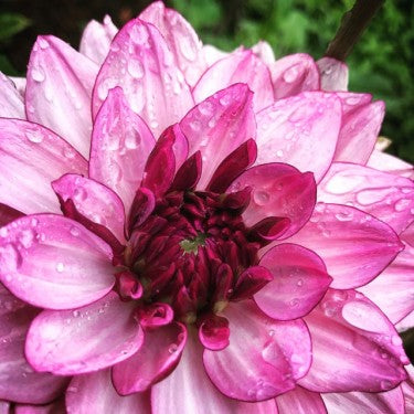 Florissa 'Muchacha' Decorative Dahlia - 1 Bulb/Pkg